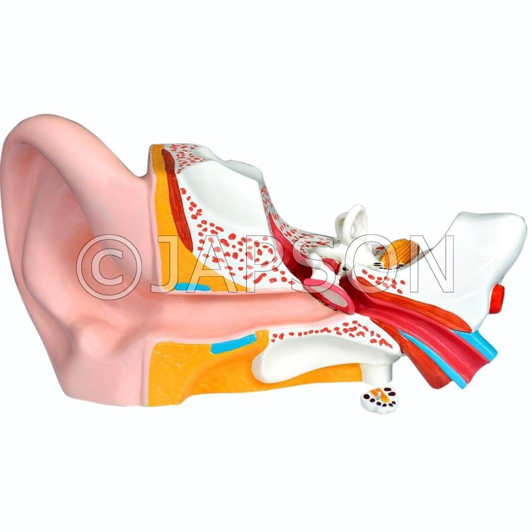 Model, Human Ear Model, Human Ear